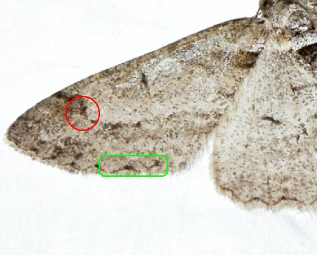 Cfr. Peribatodes rhomboidaria - Geometridae